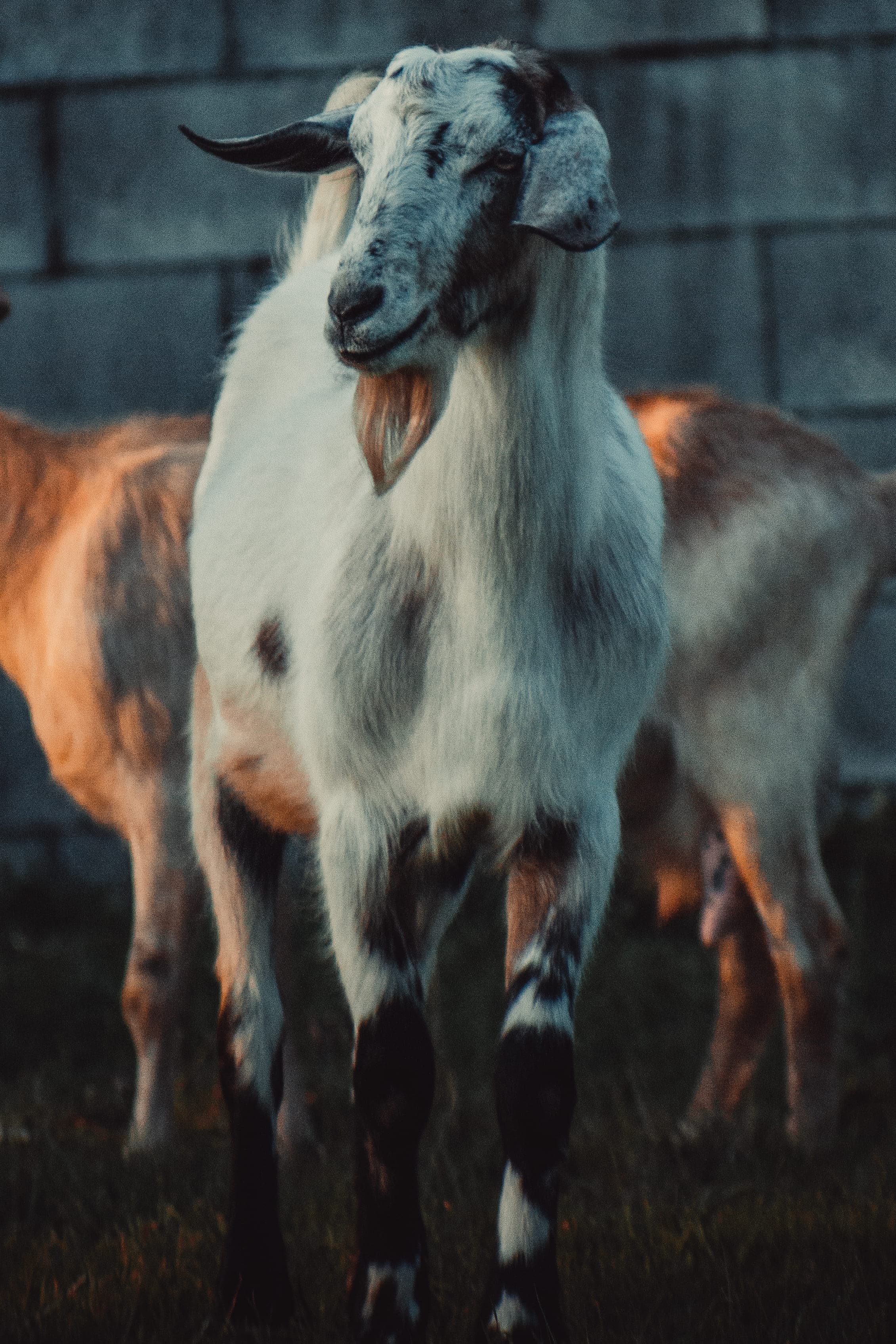 Snow White Goat