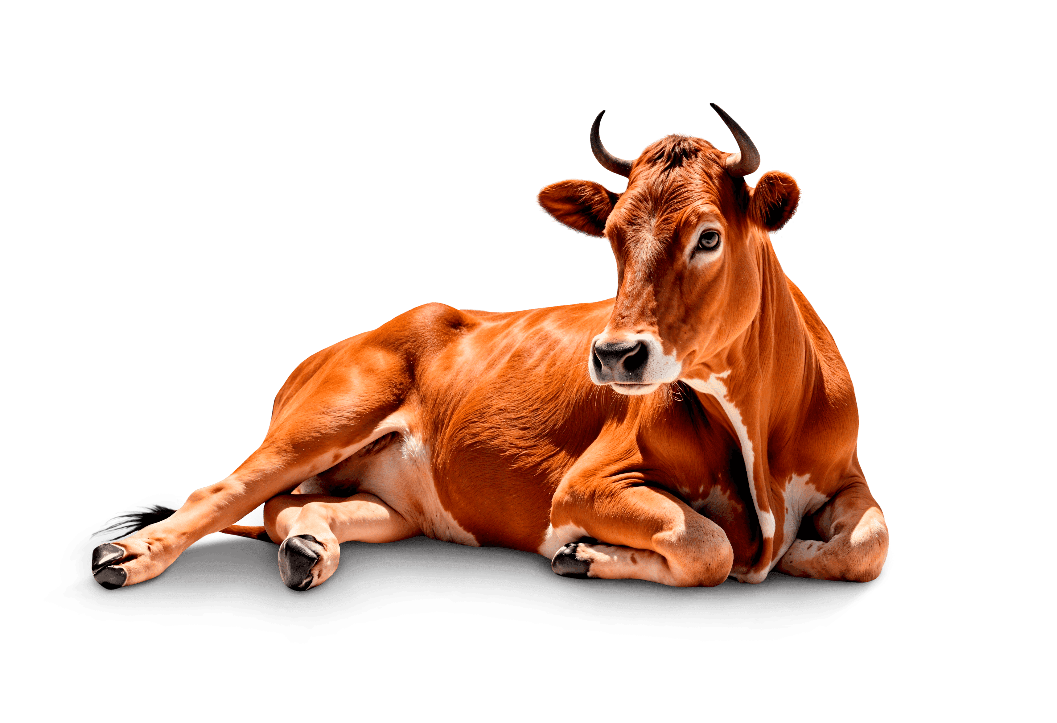 Strong Local Bull