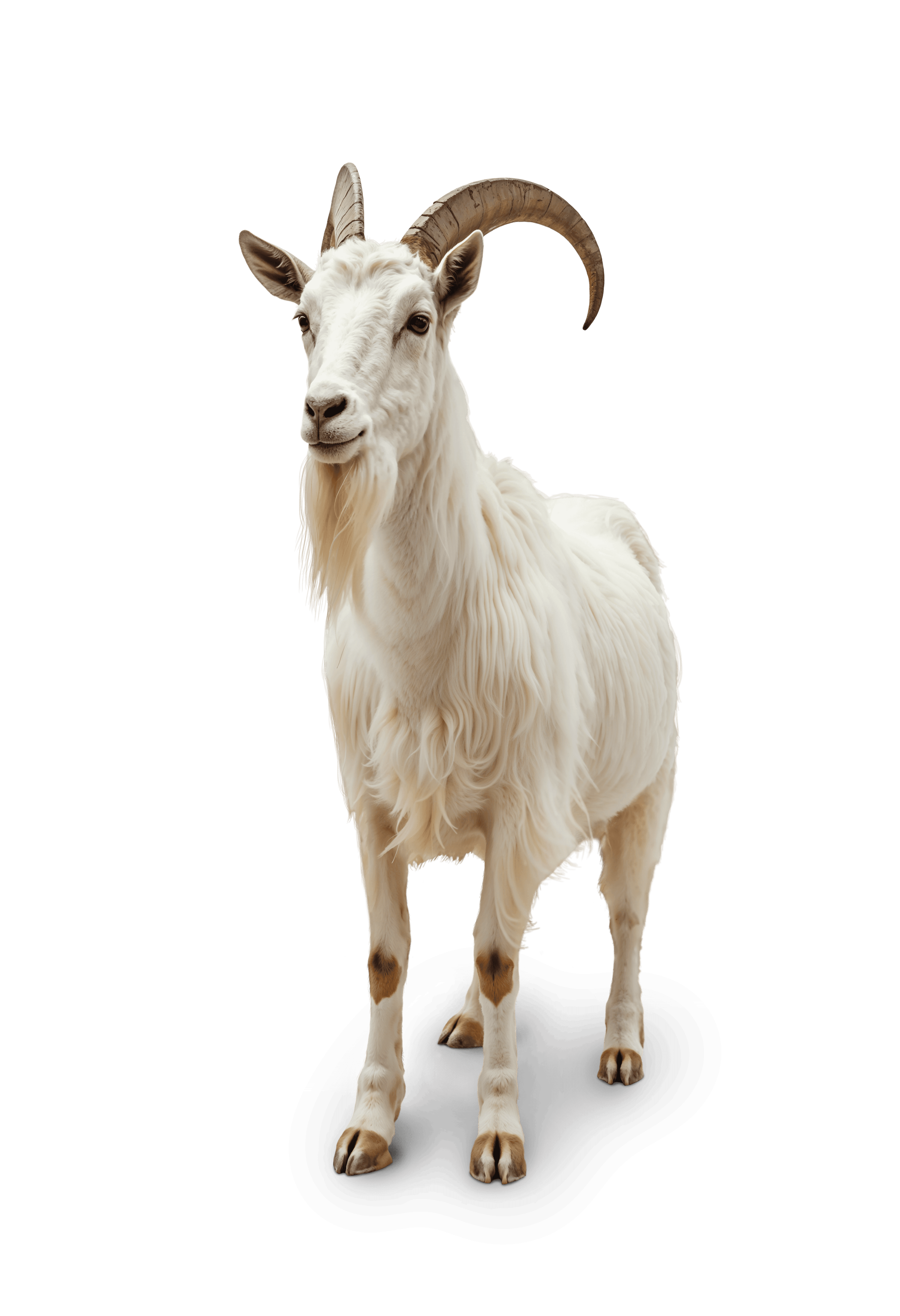 Golden Bengal Goat