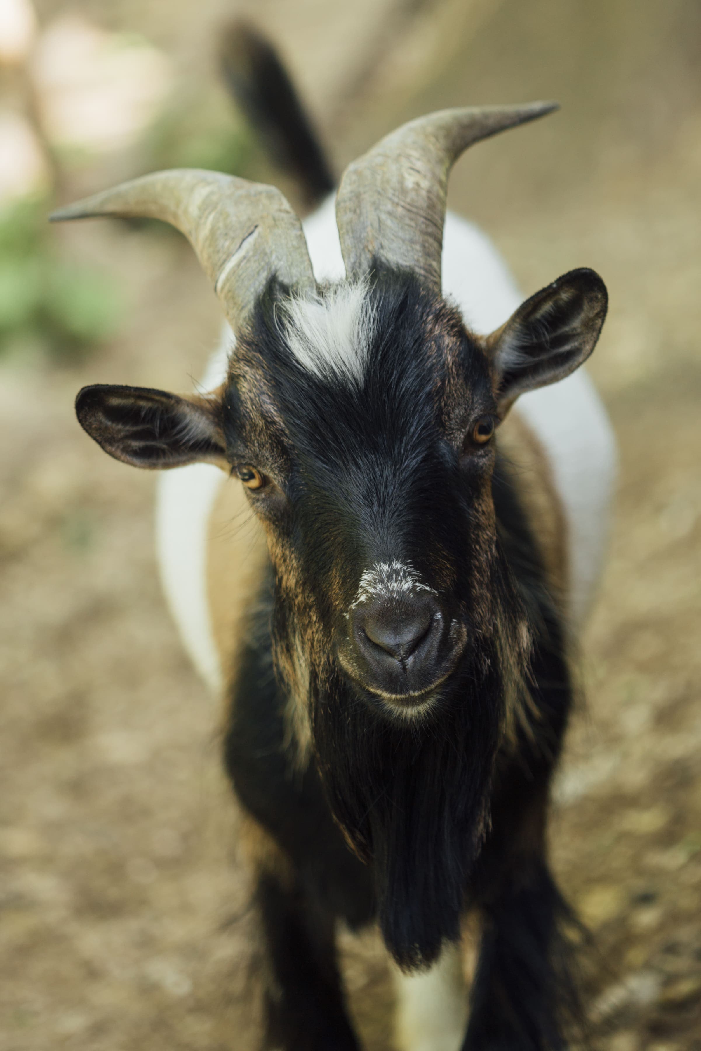 Village Black Goat